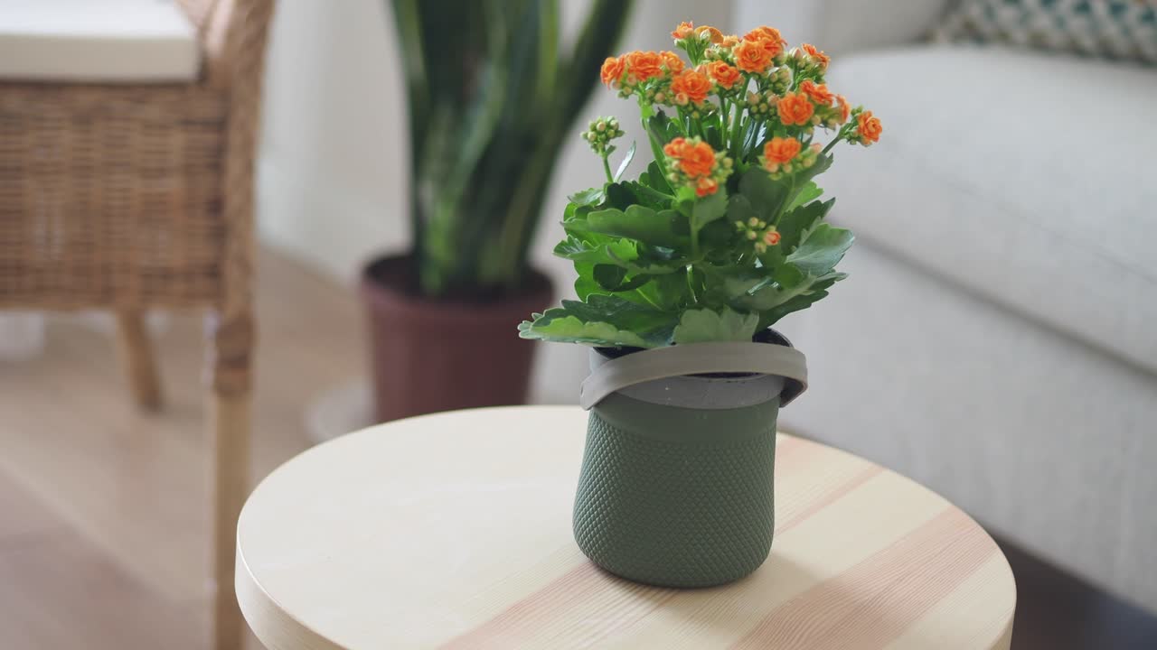 Close-up of a Kalanchoe Plant on a Table