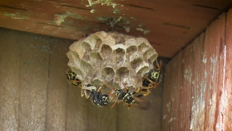 a single adult wasp breaks from his cocoon to join his family in a nest on a wooden fence