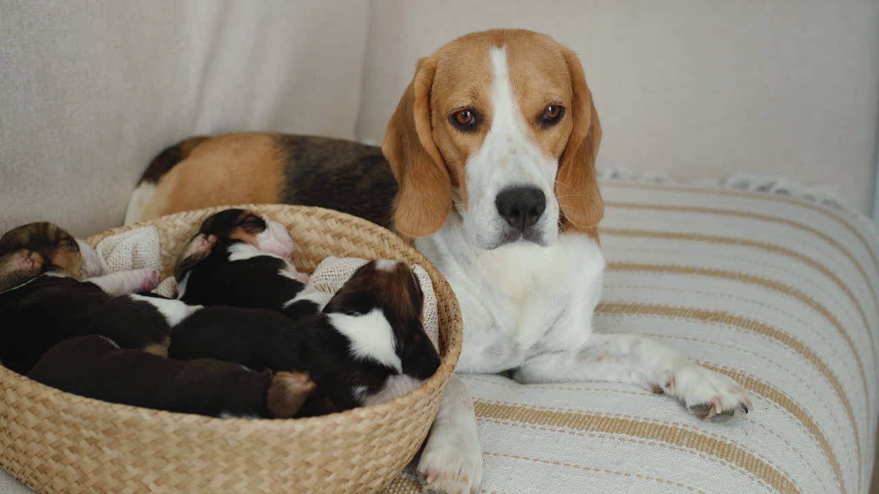 A female beagle lies next to a basket of puppies.