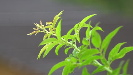 Primer-Plano-De-Hojas-Frescas-Y-Verdes,-Moviéndose-En-El-Viento