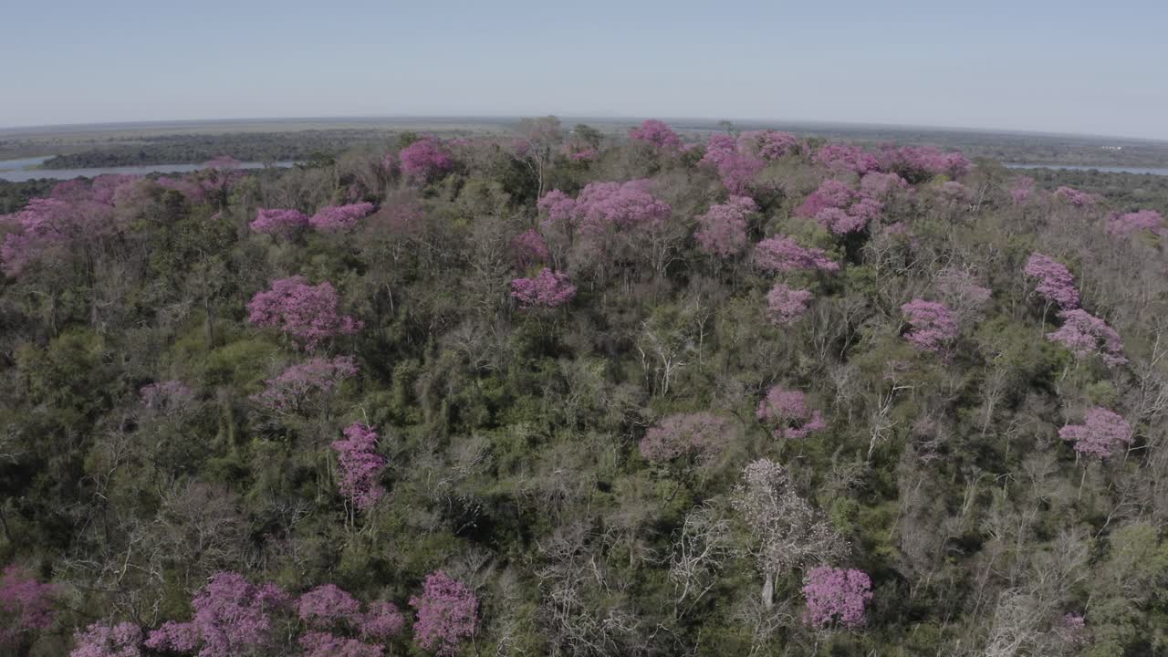 분홍색 ype - 대조적인 분홍색 나무가 있는 산 정상을 보여주는 드론 카메라