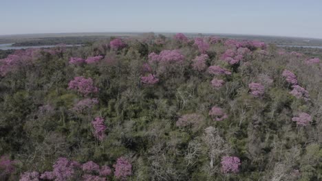 pink ype - cámara de drones que muestra la cima de una montaña con árboles rosas contrastantes