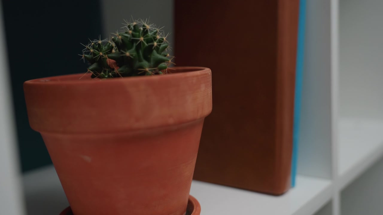 Un vano vuoto accoglie un diario in pelle e un cactus; una mano delicata fa scivolare il libro in posizione verticale e poi posiziona un vaso di terracotta accanto ad esso durante il trasloco, inquadratura ravvicinata, scaffalature bianche moderne, atmosfera calda.