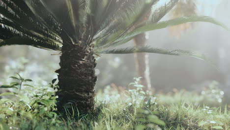 tropical-garden-with-palm-trees-in-sun-rays