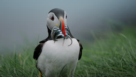 An Atlantic Puffin holds a beak full of small fish