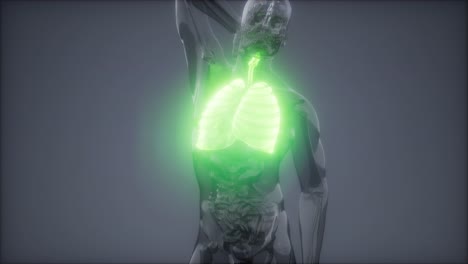 examen radiológico de los pulmones humanos
