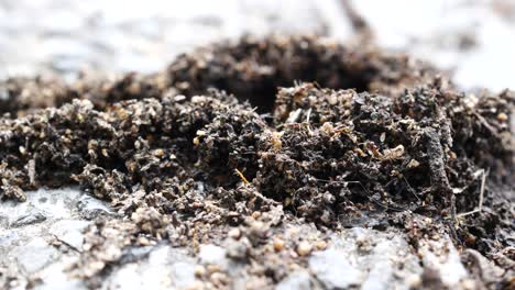 ant hill close-up