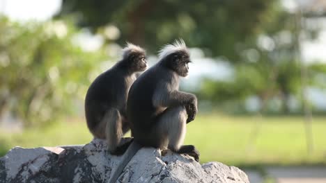 Ein-Paar-Gibbons-Klettern-Und-Sitzen-Auf-Dem-Felsen