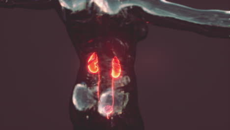 human kidneys and circulation with a skeleton medical diagram