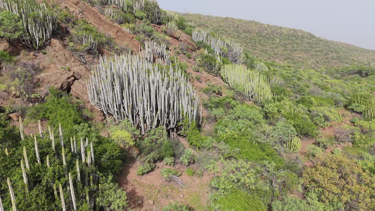 Isole Canarie: Flora endemica lussureggiante e verde, Euphorbia canariensis, che prospera su un pendio di un'isola vulcanica.