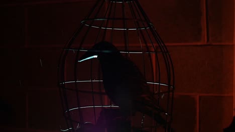 black bird or crow locked in a cage