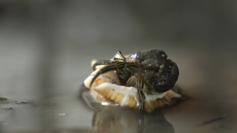 el primer plano del cangrejo ermitaño encuentra y entra en una nueva concha de gasterópoda, que se ajusta a su tamaño