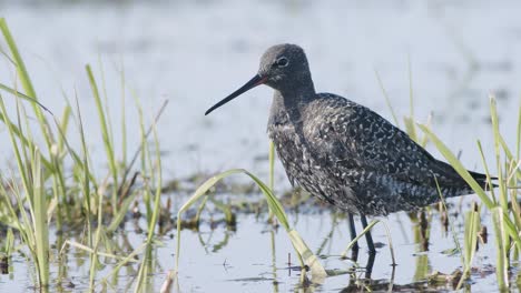 Closeup-of-spotted-redshank-feeding-in-shallow-puddle-during-spring-migration-in-wetlands