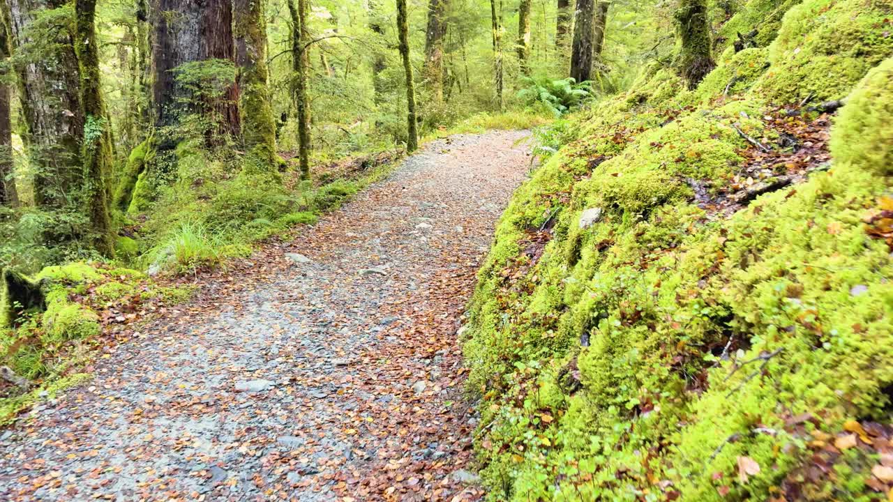 Steady camera moves along gravel hiking path through lush, moss-covered temperate rainforest