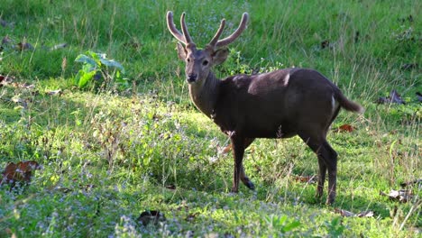 Indian-Hog-Deer,-Hyelaphus-porcinus