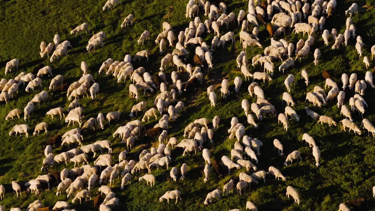 Flock of Sheep Grazing on a Green Field