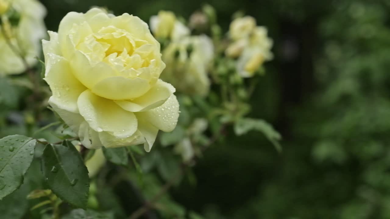 delicada rosa amarilla florece en un arbusto en el jardín que sopla en el viento con gotas de agua en sus hojas de cerca y un fondo exterior verde borroso