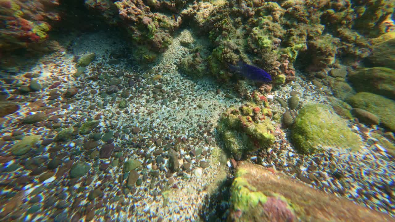 Vibrant purple reef fish swimming near corals in Tenacatita’s clear waters