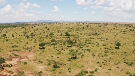 africa aerial drone shot of masai mara landscape in kenya, beautiful view of vast african scenery from high up above, wide angle establishing shot flying over trees, shrubland and nature