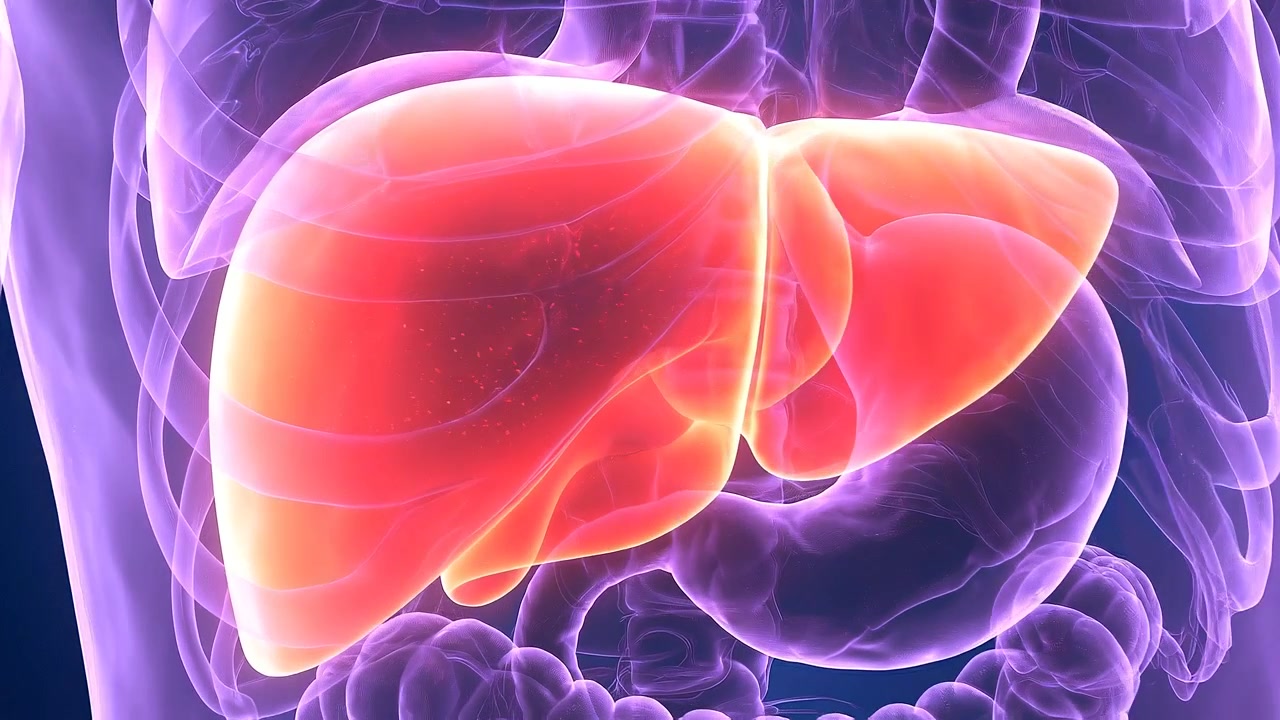 Human abdominal anatomy visualization showing liver and digestive organs in medical illustration