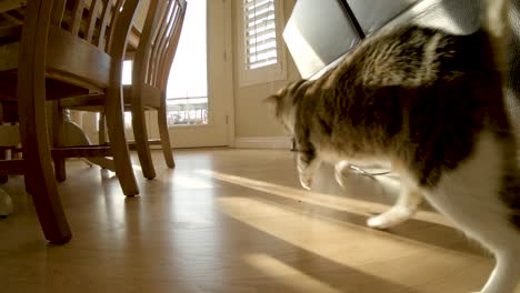 cute house cat playing with string in slow motion