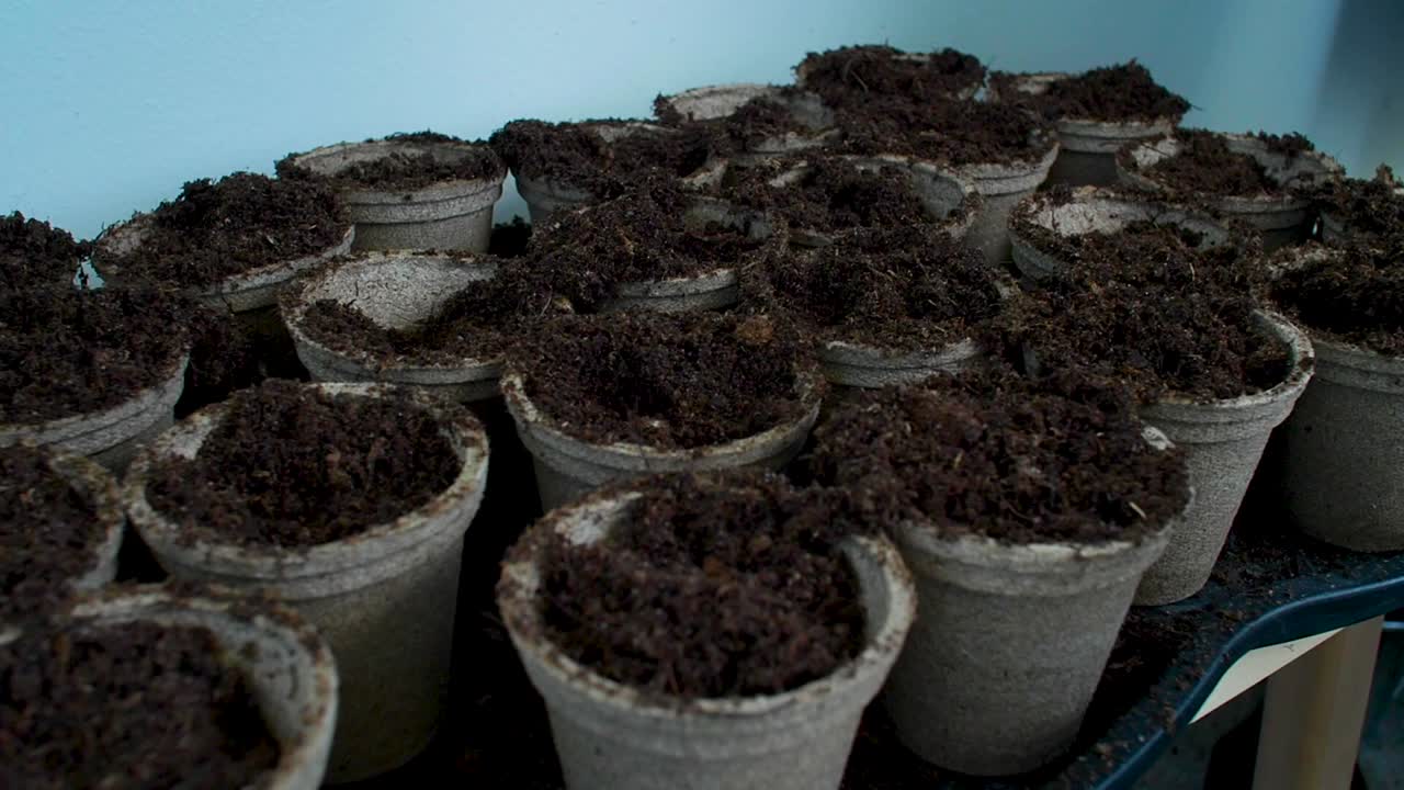 I secchi traboccano di terriccio, riempiti fino all'orlo e incapaci di contenere altra terra.
