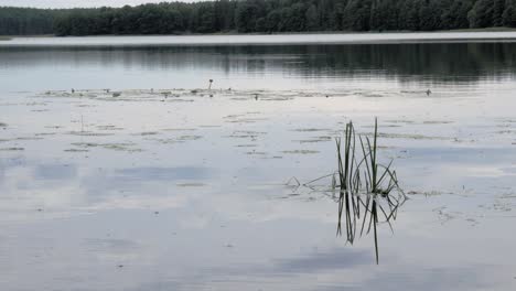 Reflections-On-A-Peaceful-Water-In-The-Lake-Near-Prądzonka-Village,-Gmina-Studzienice-District,-Poland