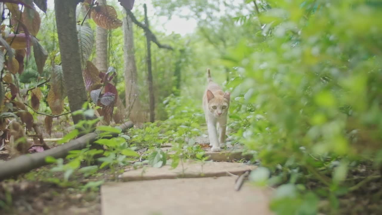 gato atigrado mermelada caminando por el sendero del jardín cubierto de maleza hacia la cámara en cámara lenta