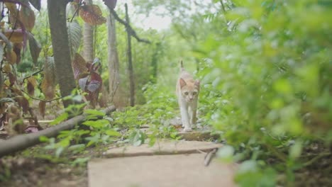 tabby marmalade cat walking down overgrown garden path towards camera slow motion