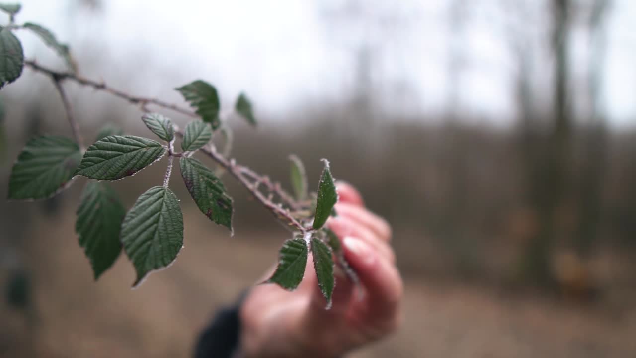 Female hand touching frosty leaves of a blackberry plant in the forest, SLOW MOTION
