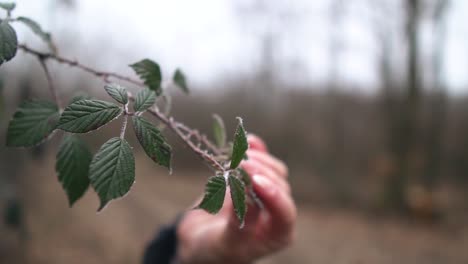 female hand touching frosty leaves of a blackberry plant in the forest, slow motion