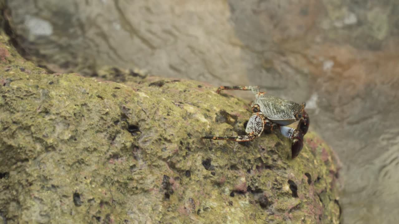 Crab on Rock with Water Crashing in
