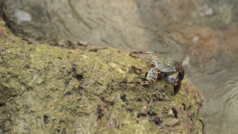 crab on rock with water crashing in