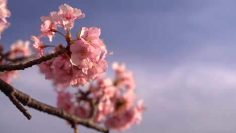 cerrar la vista borrosa de fondo de la hermosa flor de cerezo rosa contra el cielo azul