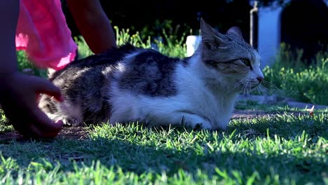 Eine-Aufschlussreiche-Aufnahme-Einer-Aufgeregten-Hauskatze-Und-Eines-Kleinkindes,-Das-Versucht,-Sie-Vom-Boden-Aufzuheben