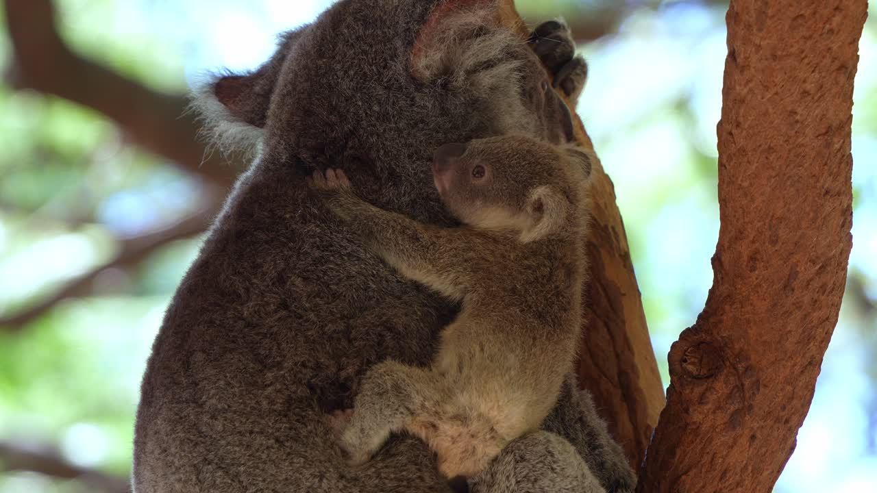 A baby koala clings to its mother in a tree.