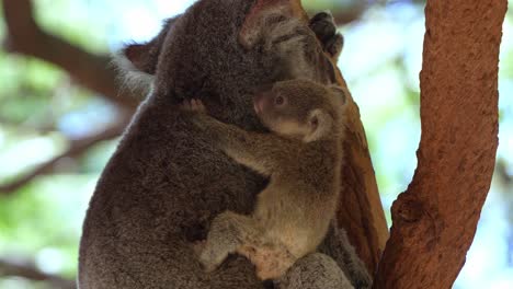 a baby koala clings to its mother in a tree.
