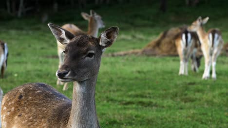 Fallow-deer-female-looking-into-the-camera,-slow-motion,-sunny-autumn-day,-wildlife-concept,-closeup-handheld-shot