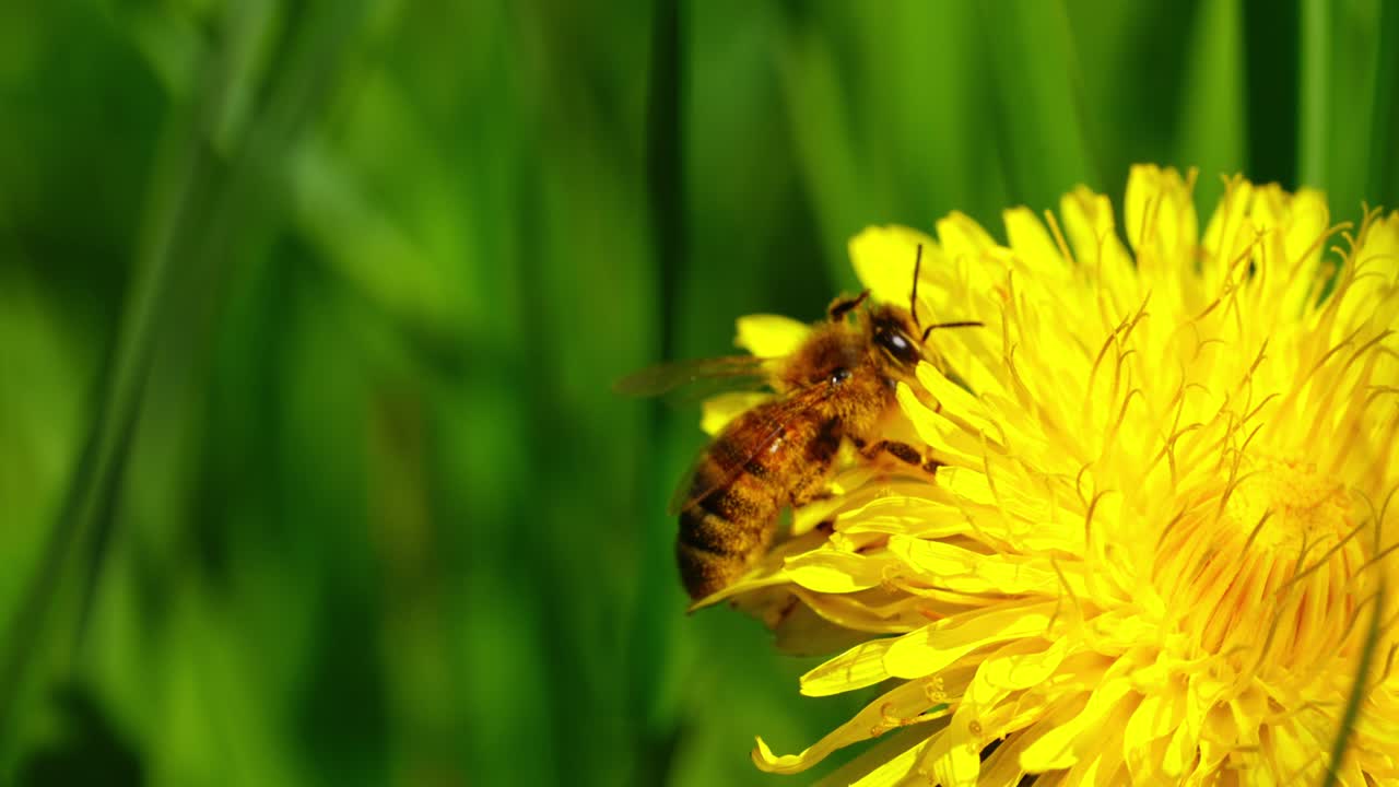 Macro shot of bee feeding on bright yellow flower in a natural setting