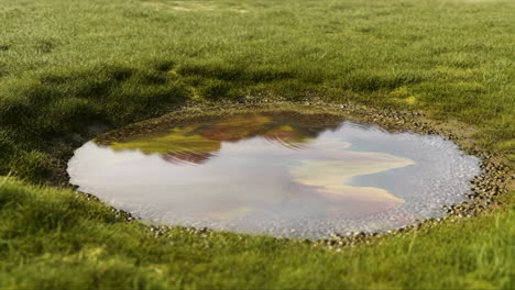 puddle in a grassy field