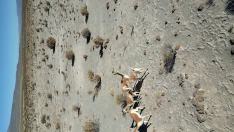 gazela en el paisaje natural del desierto