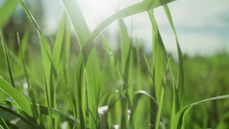 Grünes-Gras-Und-Pflanzen,-Malerische-Landschaft,-Die-In-Zeitlupe-Mit-Sonneneruptionen-Im-Wind-Weht