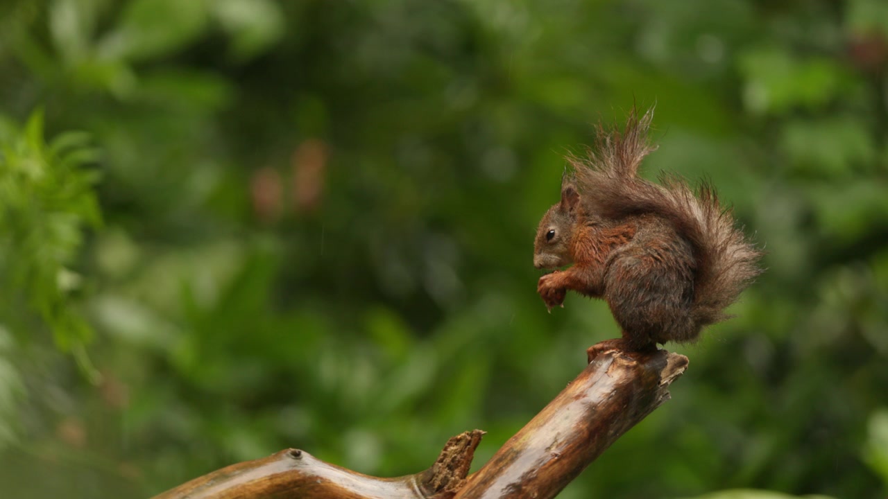 Cute squirrel sits alone on tree branch and eats, close side view