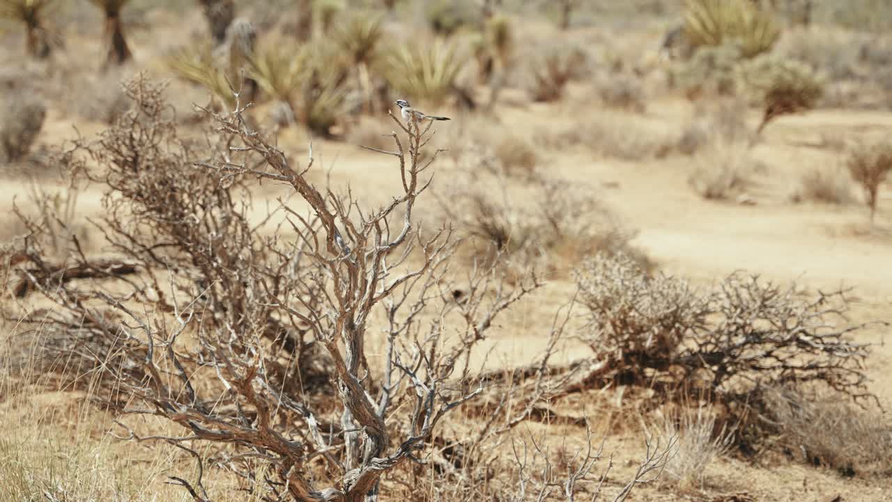 A bird gracefully soaring from a tree in Joshua Tree National Park. Witness the beauty of nature as this elegant creature takes flight, gliding through the air with effortless grace