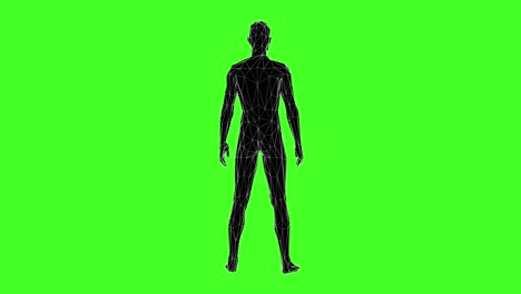 3d human wireframe rotating in the middle with green screen background 4k