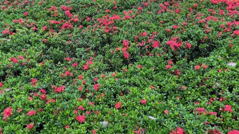 red flowers against green leaves