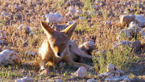 black-backed jackal basking in the morning light in kalahari desert, africa