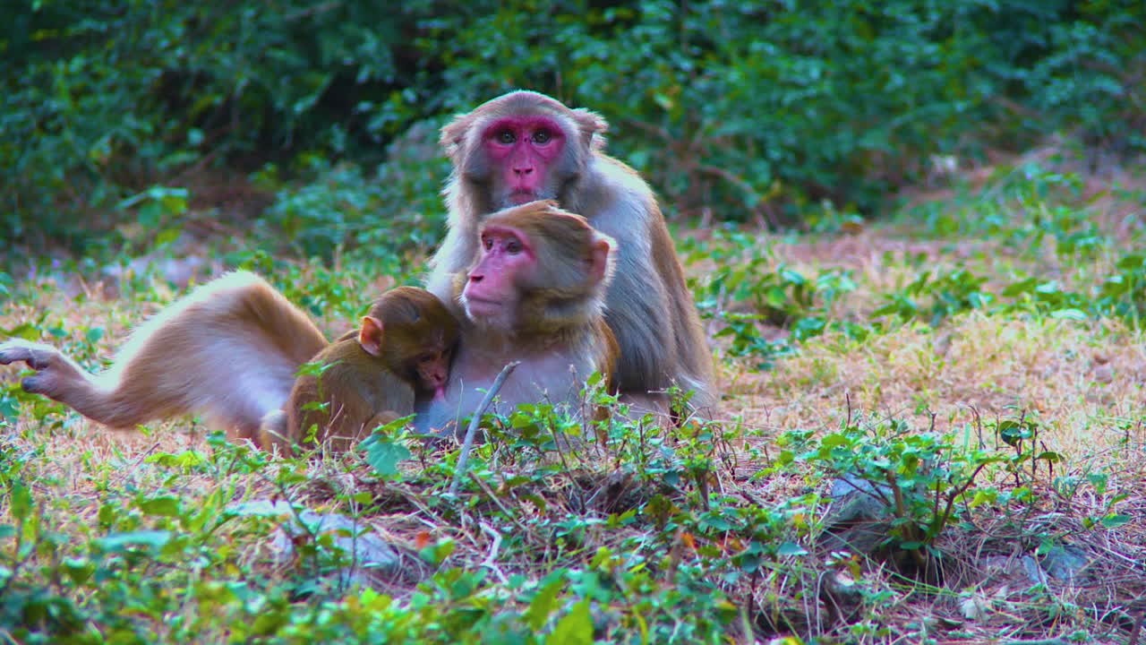Rhesus Macaque Family in the Wild