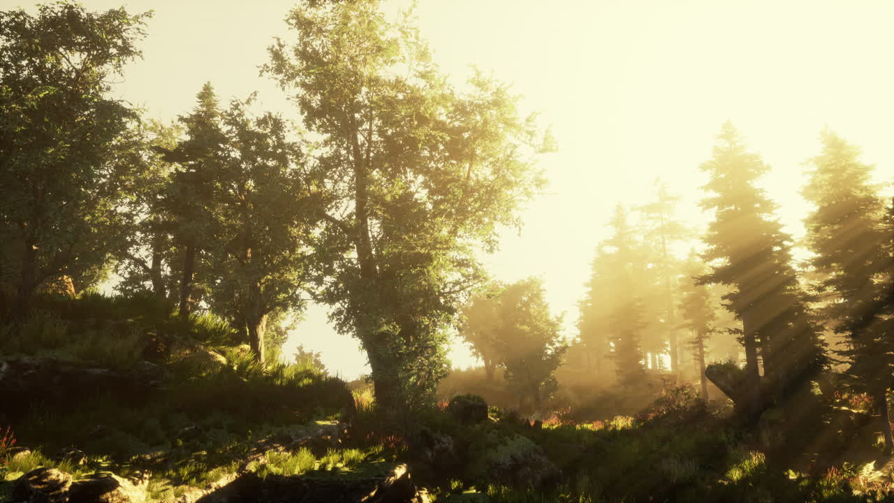 vista panorámica del majestuoso bosque de hoja perenne en una niebla matutina