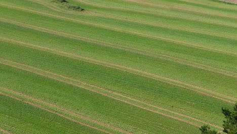 Ländliche-Szene-Einer-Agrarlandschaft-Im-Frühling